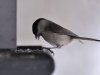 compressed_0589