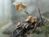 compressed_0554