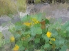 compressed_0555