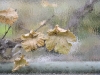 compressed_0561