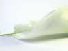 compressed_0077