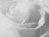 compressed_0080