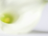 compressed_0091_0